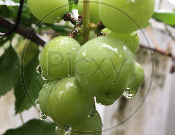 Grape Fruit (Green)