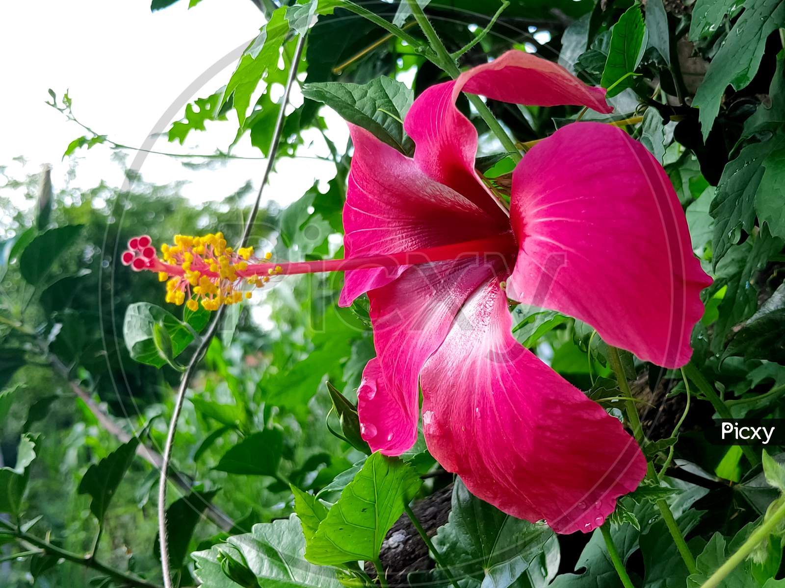 beautiful indian hibiscus flower
