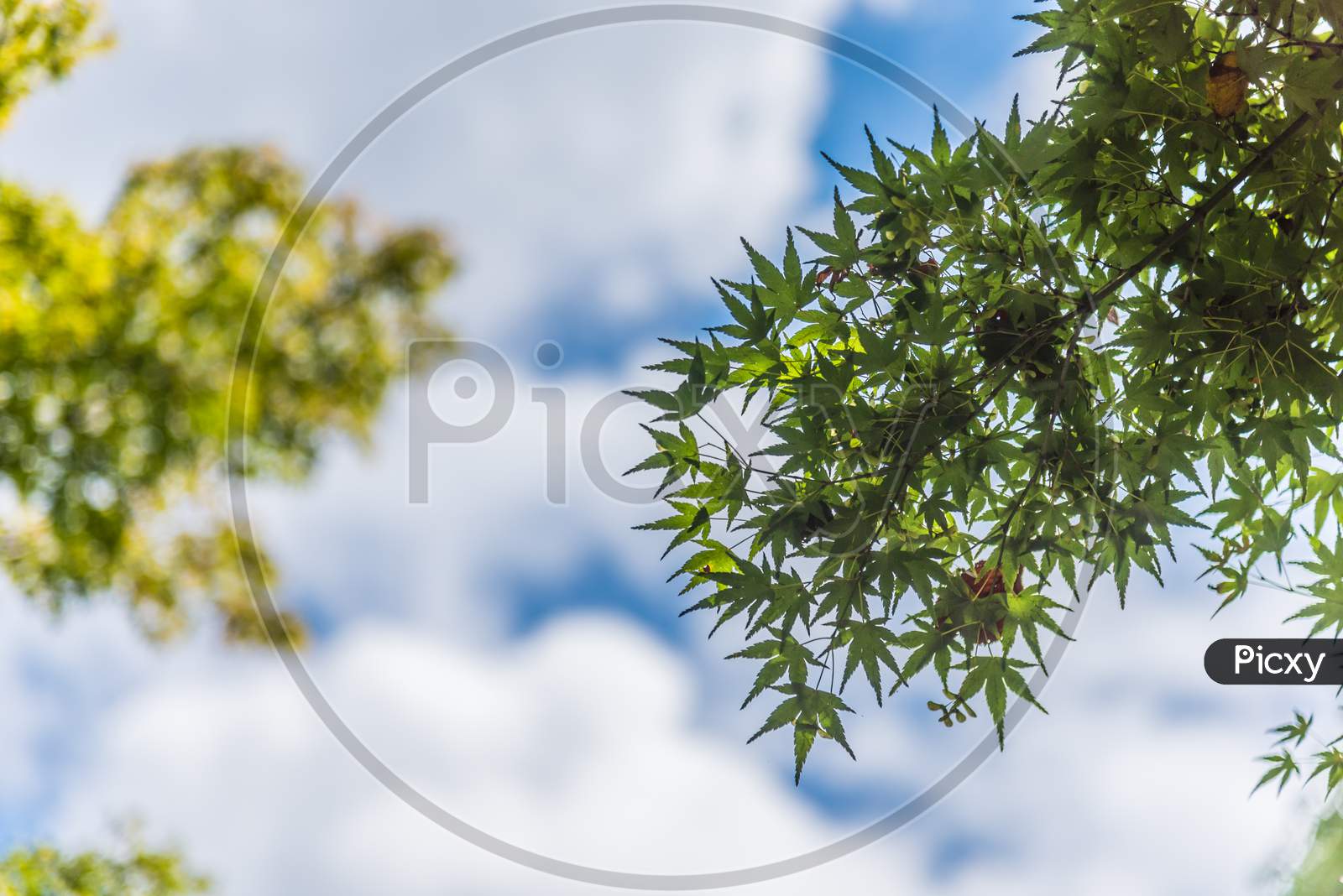 Momiji Tree And Blue Sky With Puffy Cloud. Travel In Japan Concept. Summer And Season Theme. Maple Leaves