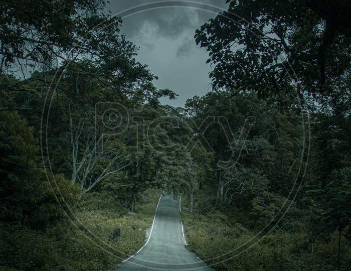 road through the forest of coorg