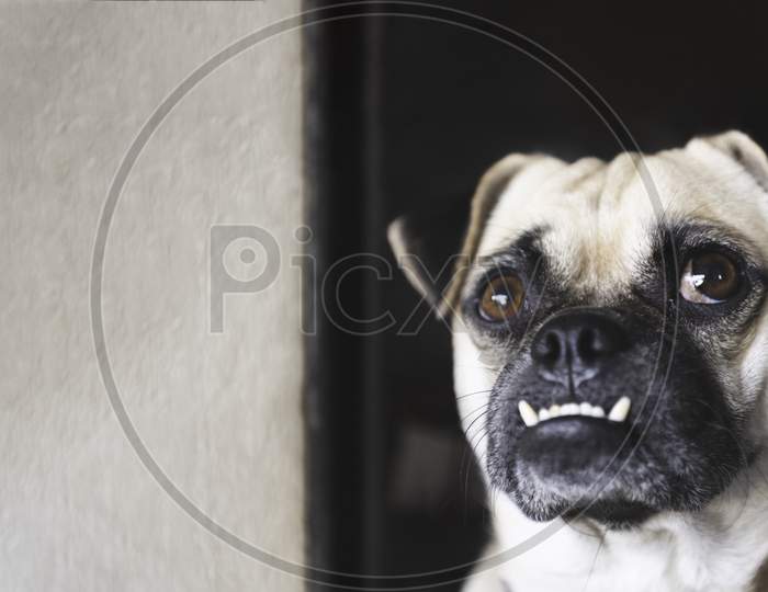 Pug Dog Looking Up And Waiting For Owner Coming Home After Working With White Wall Background At Home. Lovely Pet And Cute Dog. Best Friend Of Human Concept. Overbite And Big Eyes Funny Face Dog Theme