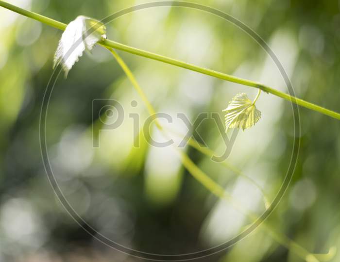 Green Grape Leaf In The Nature With Bokeh And Natural Light Background, Natural Concept, Tree And Nature Concept