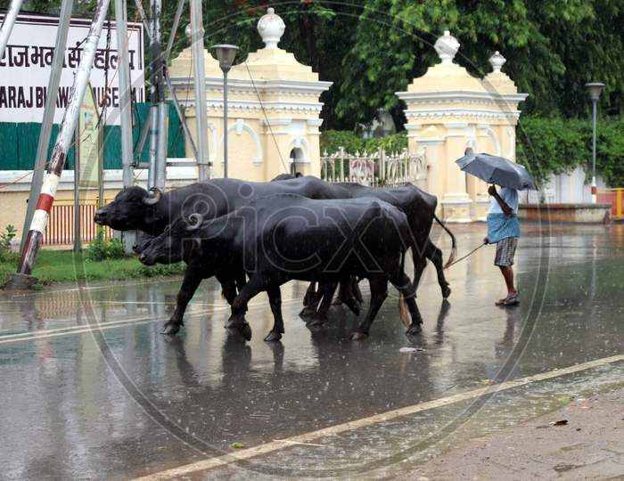 A Man walks along His Buffaloes During a Heavy Pre Monsoon Rain In Prayagraj, June18, 2020.