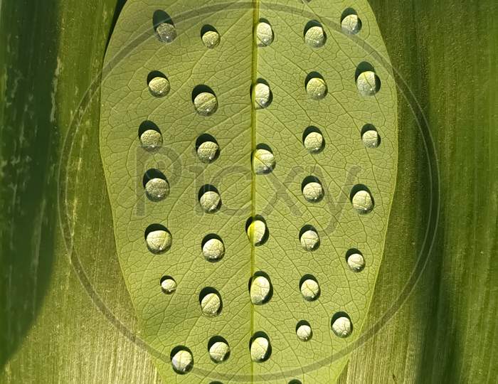 Green leaf with water droplets,Closeup