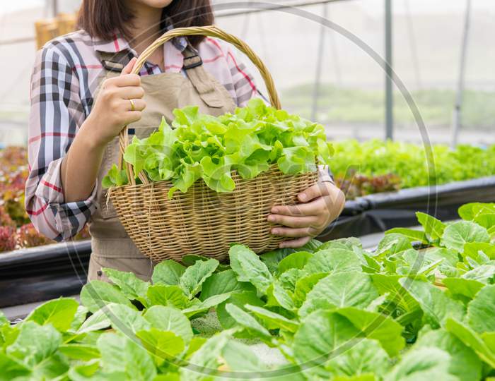 Young Asian Hydroponics Organic Farmer Collecting Vegetables Salad Into Basket With Nursery Greenhouse. People Lifestyles And Business. Indoor Agriculture And Cultivation  Environment Gardener Concept