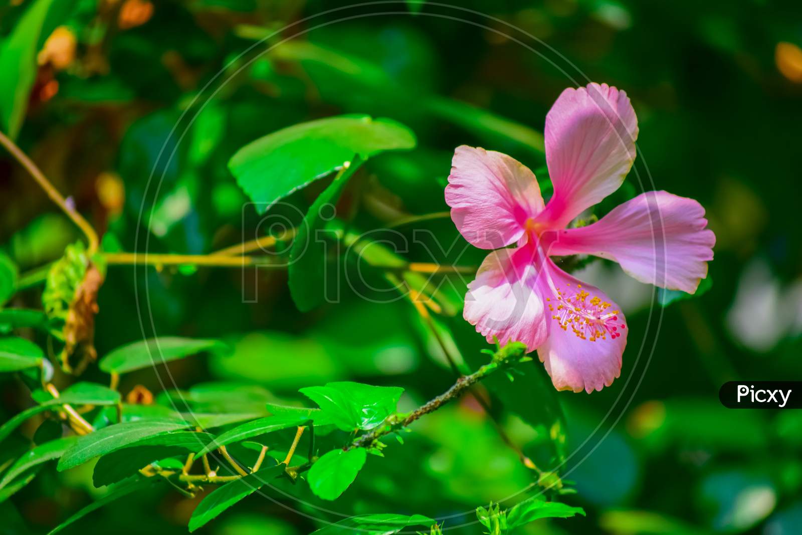 An Isolated Pink China Rose Or Hibiscus With Green Background