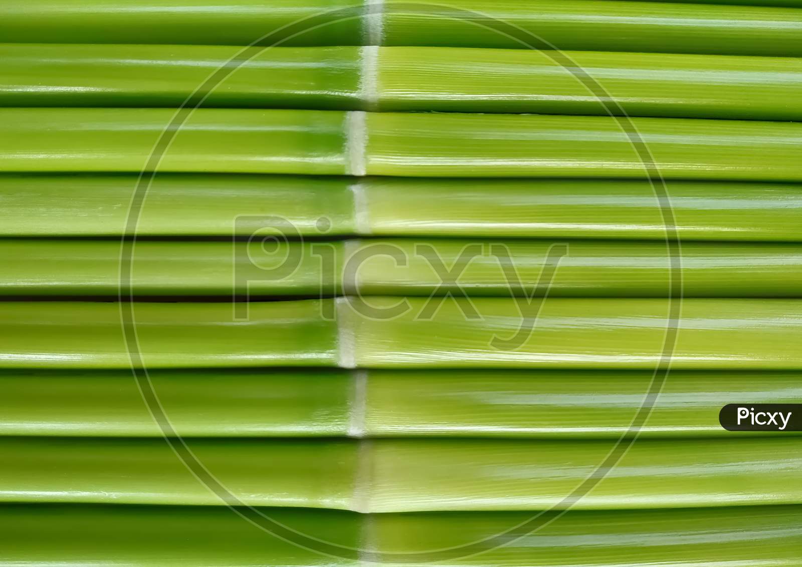 Extreme close-up of fresh green wood as background