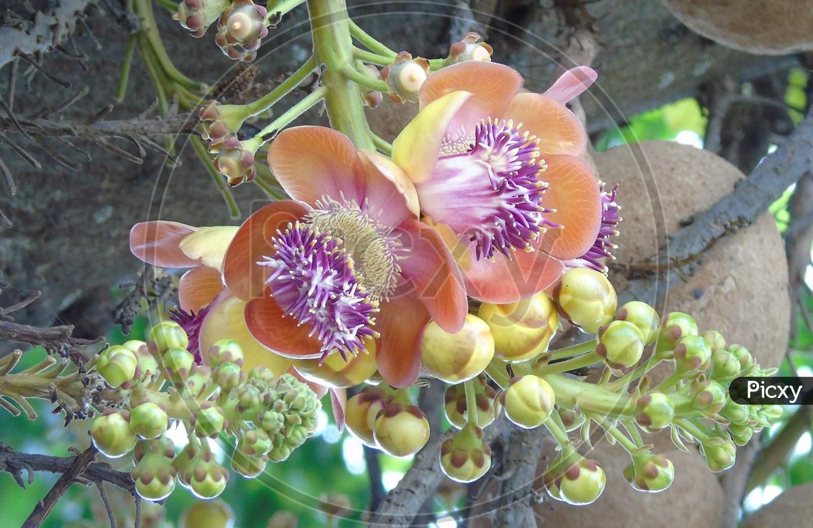 Cannonball Tree with flower and fruit