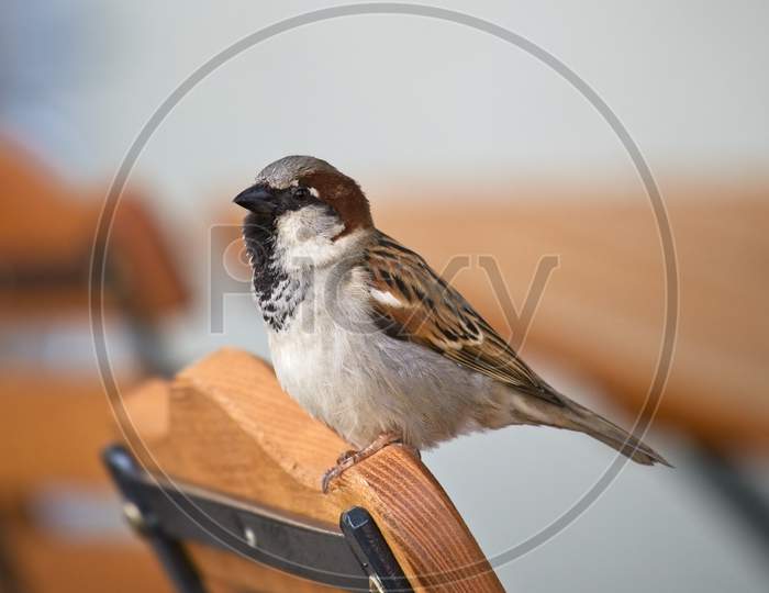 Male House Sparrow Sitting On The Wooden Bench.