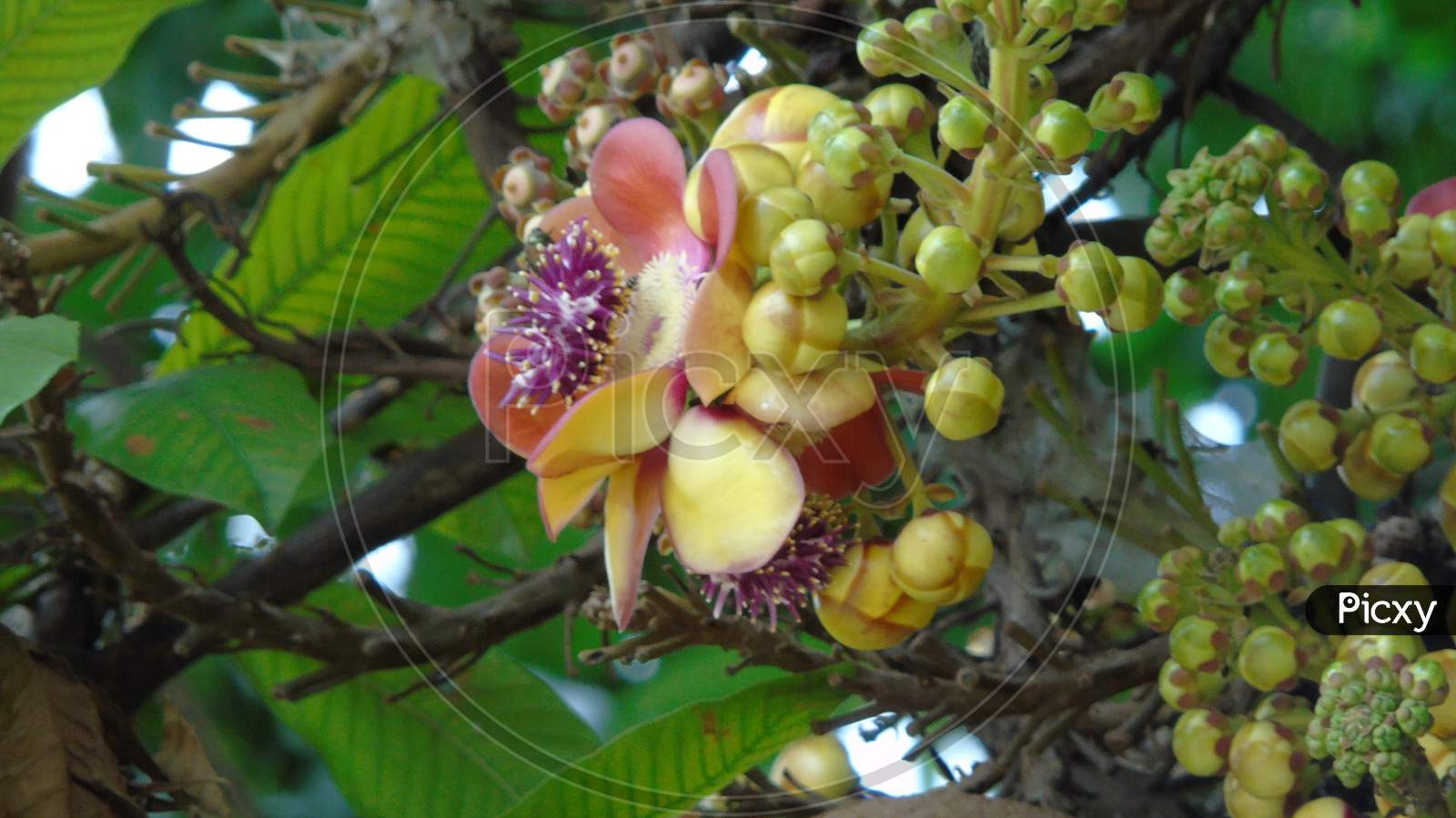 Cannon Ball Tree and Flower and fruit