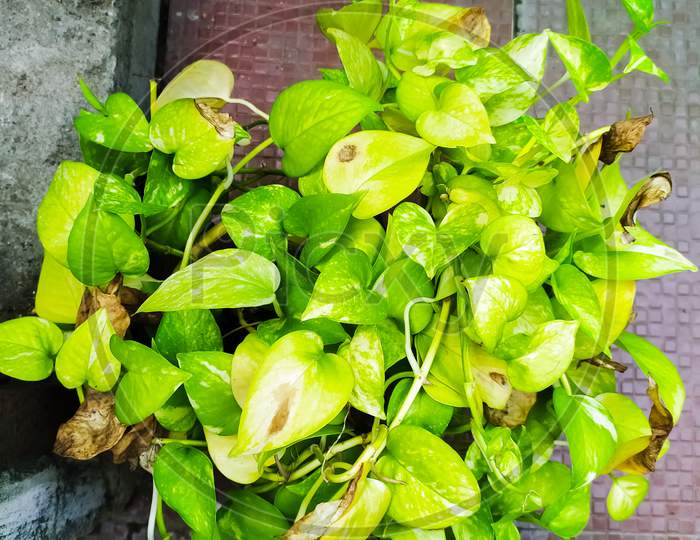 topview of money plant in a pot. Epipremnum aureum/pinnatum or Scindapsus aureus is the scientific name for money plant. Common names are Pothos, Devils Ivy and Silver Vine. money plant leafs