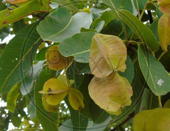 green plant with fruit and flower