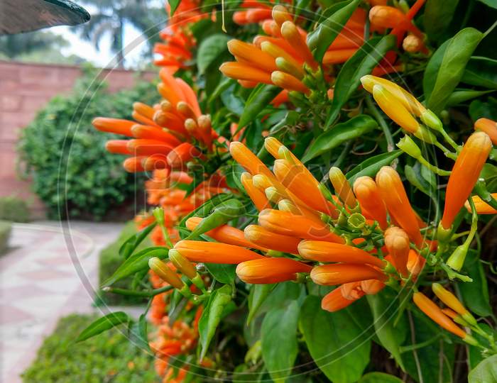 Beautiful Pyrostegia Venusta Also Commonly Known As Flamevine Or Orange Trumpetvine Blooming In A Vertical Garden