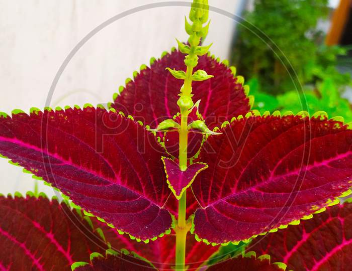 The beautiful coleus plant leaves isolated on white background. the coleus blumei flower growing with beautiful coleus leafs closeup
