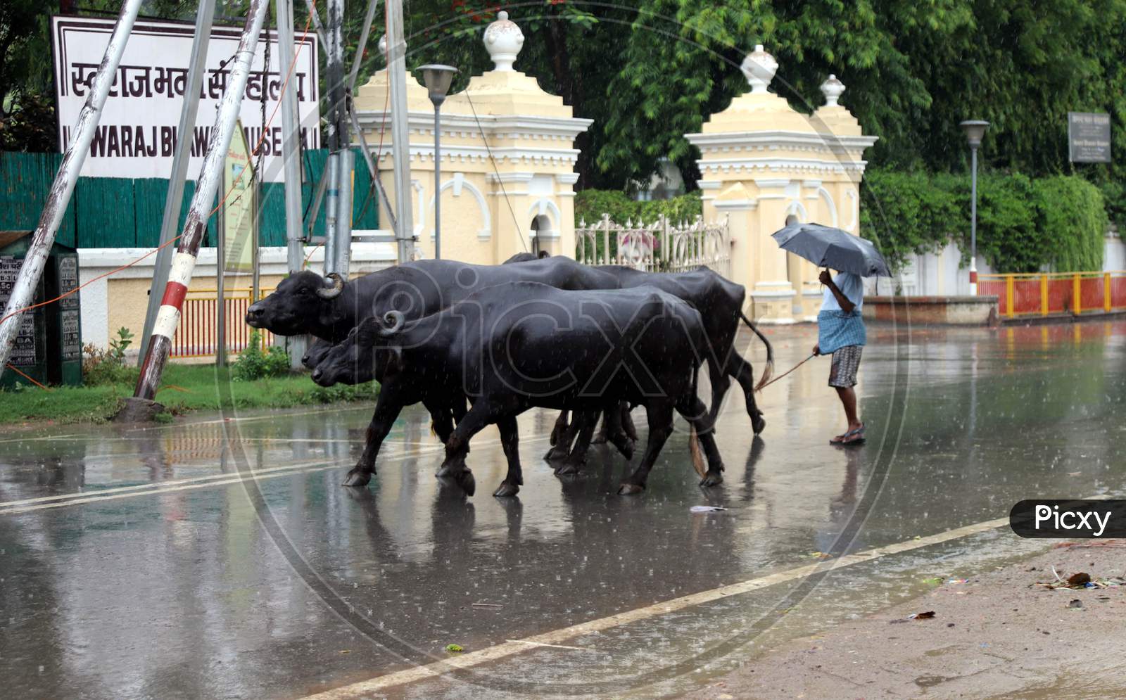 A Man walks along His Buffaloes During a Heavy Pre Monsoon Rain In Prayagraj, June18, 2020.