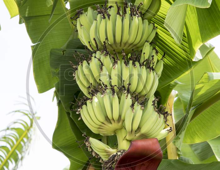 Raw Banana Fruit With Banana Leaves In Nature