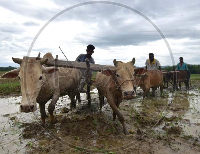 Indian Farmers Plough a Field For Paddy Plantation In Nagaon District In The Northeastern State Of Assam, India