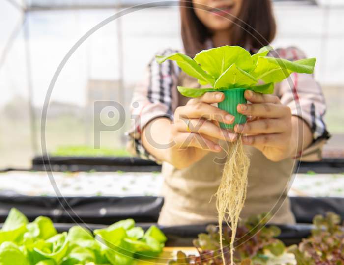Young Asian Hydroponics Organic Farmer Collecting Vegetables Salad And Giving In Nursery Greenhouse. People Lifestyles And Business. Indoor Agriculture And Cultivation  Environment Gardener Concept