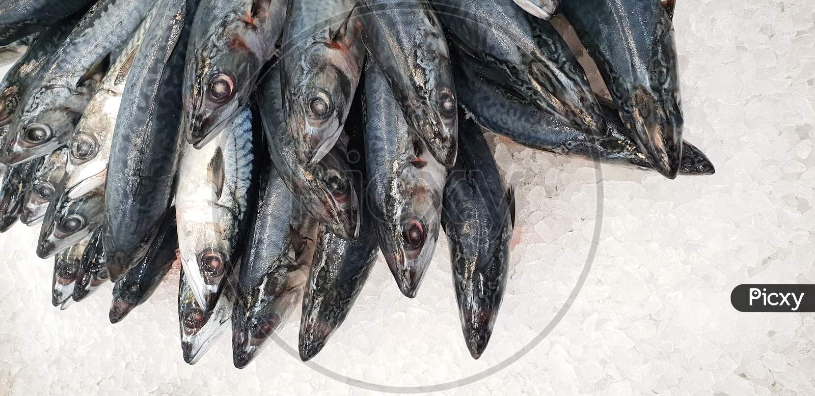 Mackerel On Ice In The Supermarket. Dead Raw Frozen Japanese Fish Called Saba For Cooking. Fresh Sea Saltwater Unpacking Scomber Fish With Nutrition And Omega 3 On Super Market Shelf For Nourish Brain