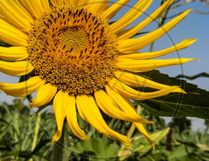 Sunflower in garden, sky