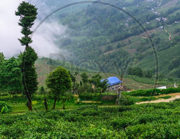 An Indian Tea Garden Amidst The Lap Of A Mountain