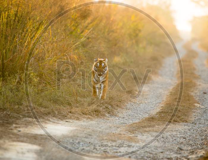 The Royal Bengal Tiger
