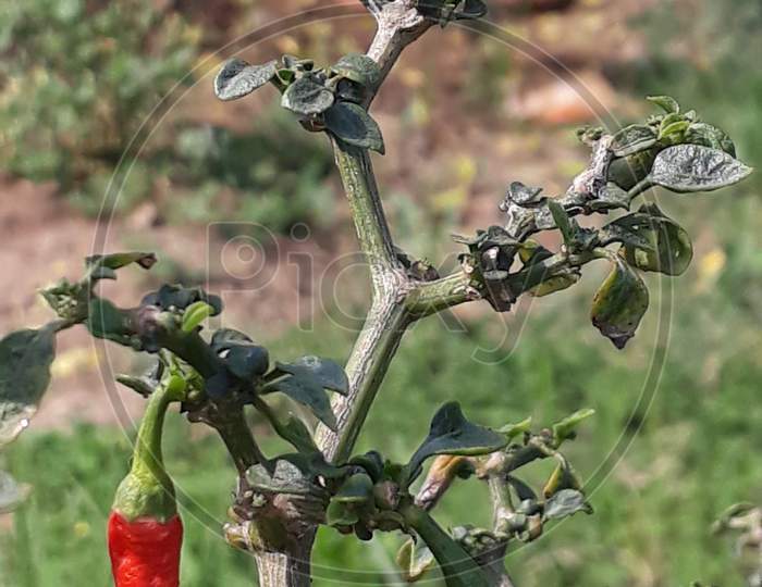 chilli plant