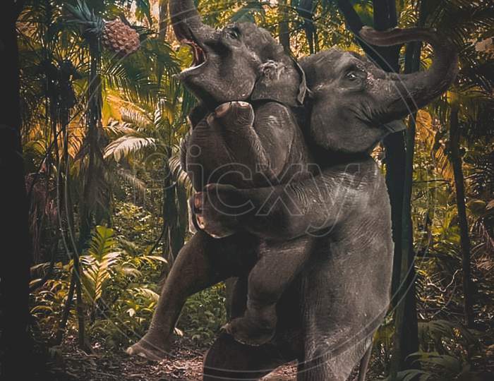 Elephant is playing