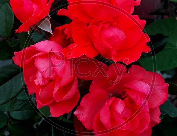 beautiful red rose image