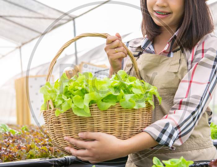 Young Asian Hydroponics Organic Farmer Collecting Vegetables Salad Into Basket With Nursery Greenhouse. People Lifestyles And Business. Indoor Agriculture And Cultivation  Environment Gardener Concept
