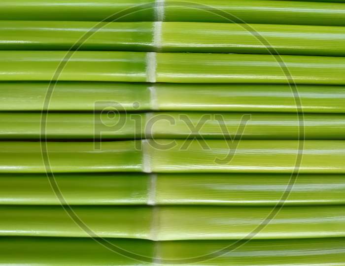 Extreme close-up of fresh green wood as background