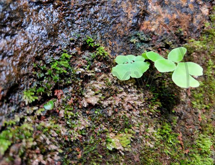 Small Green plant leaf