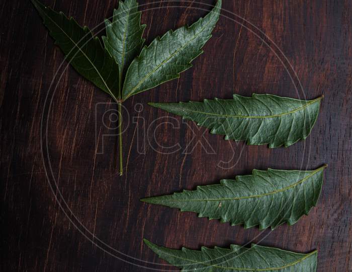 closeup of a Neem leaves