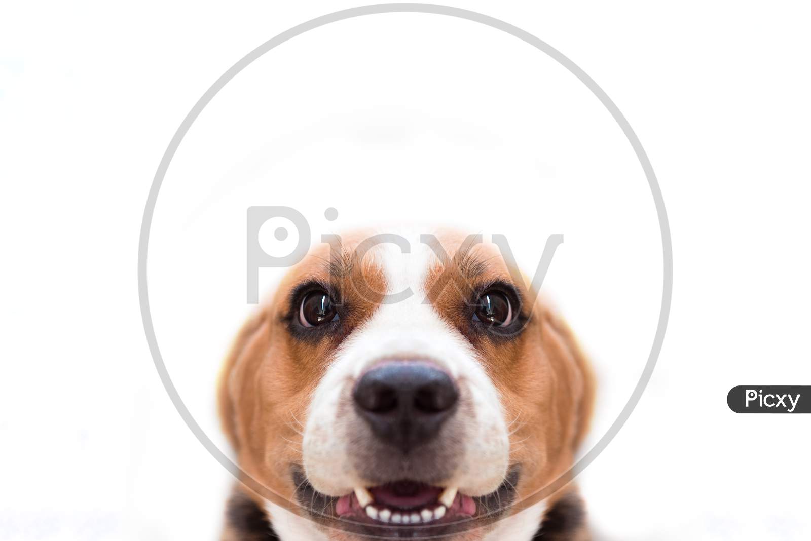 Close Up Beagle Dog On The White Isolated Background. Animal And Mammal Concept. Selective Focus On Eyes