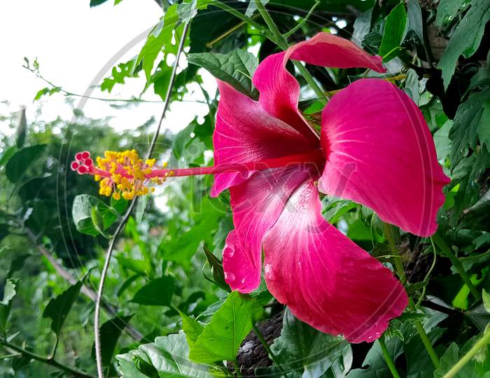 beautiful indian hibiscus flower