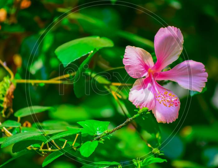 An Isolated Pink China Rose Or Hibiscus With Green Background