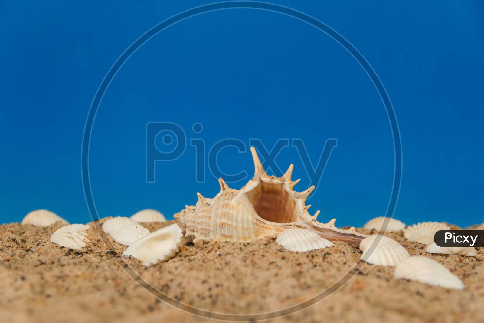 Minimalist Background Representing The Summer With Snails Clams Goggles And Sand On Celestial