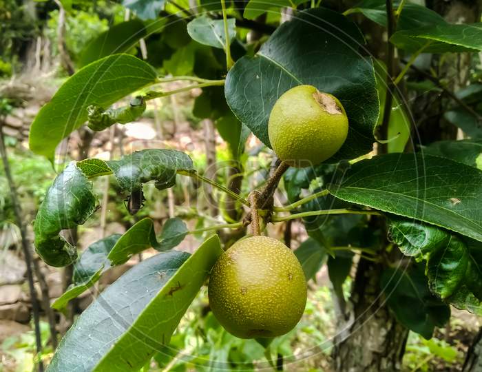 Pear nashpati fruit