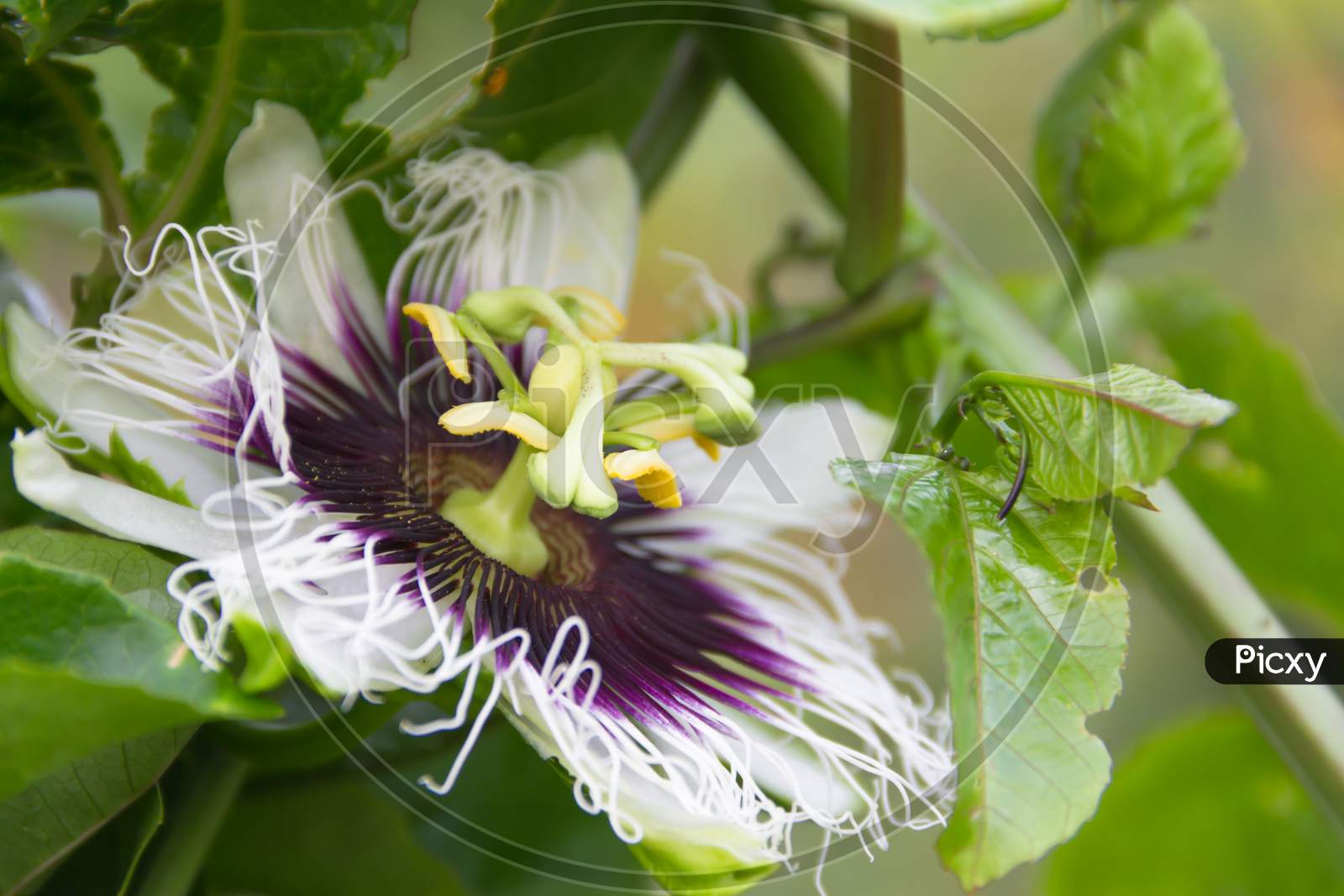 Detail Of The Passion Fruit Flower In The Organic Garden