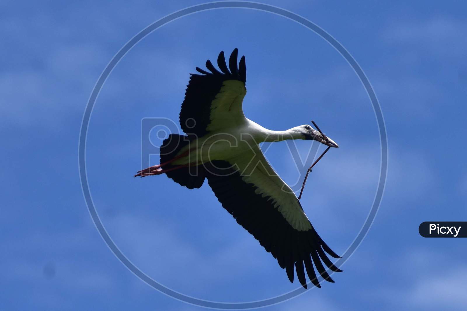 Openbill Stork is Seen During The Monsoon Season, In Nagaon District Of Assam On June 19, 2020