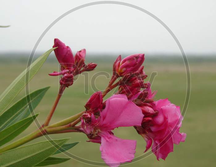 pink flowers on flowering plant