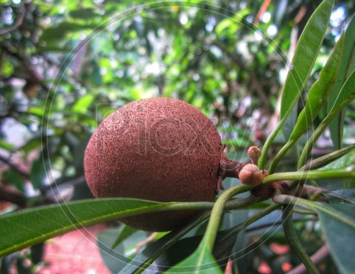 closeup view of sapota on tree with buds.
