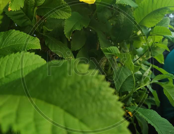 Yellow Flower plant green leaves beautiful nature morning time view