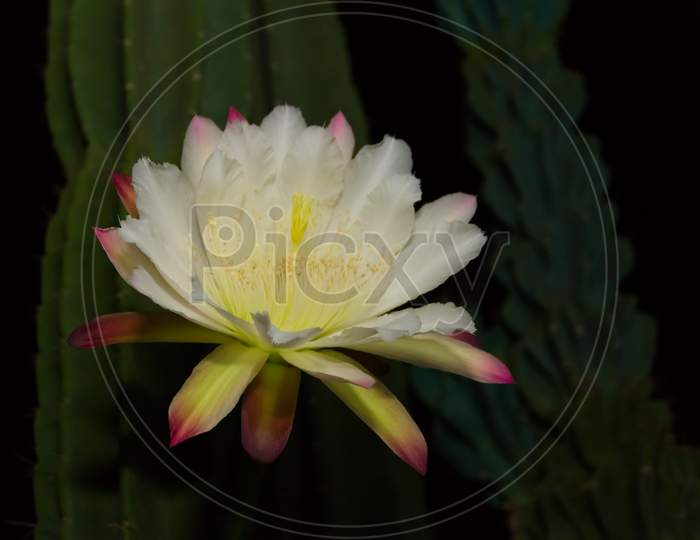 The White Flower Of The Cactus Cereus Blooming At Night