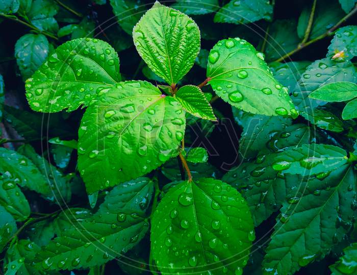 Raindrops on plant leaf