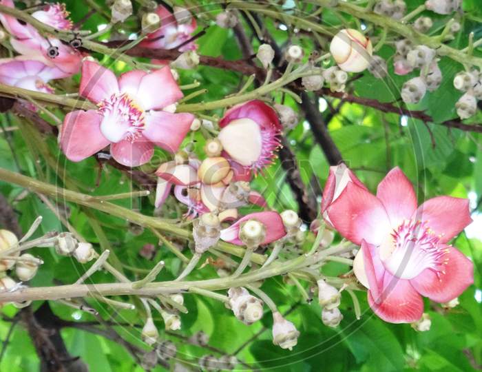close up of flowers of dragon ball tree