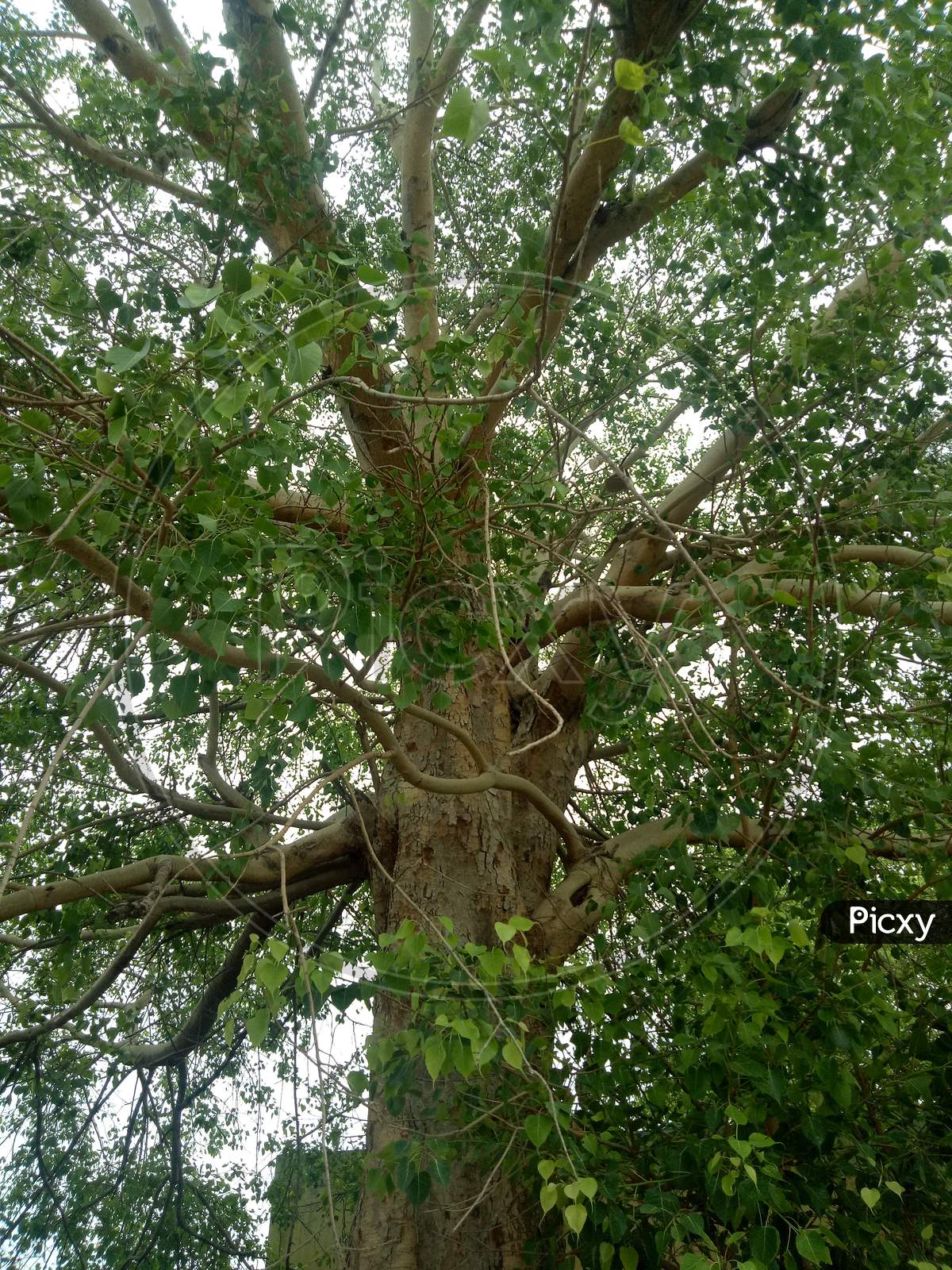 Huge old Tree