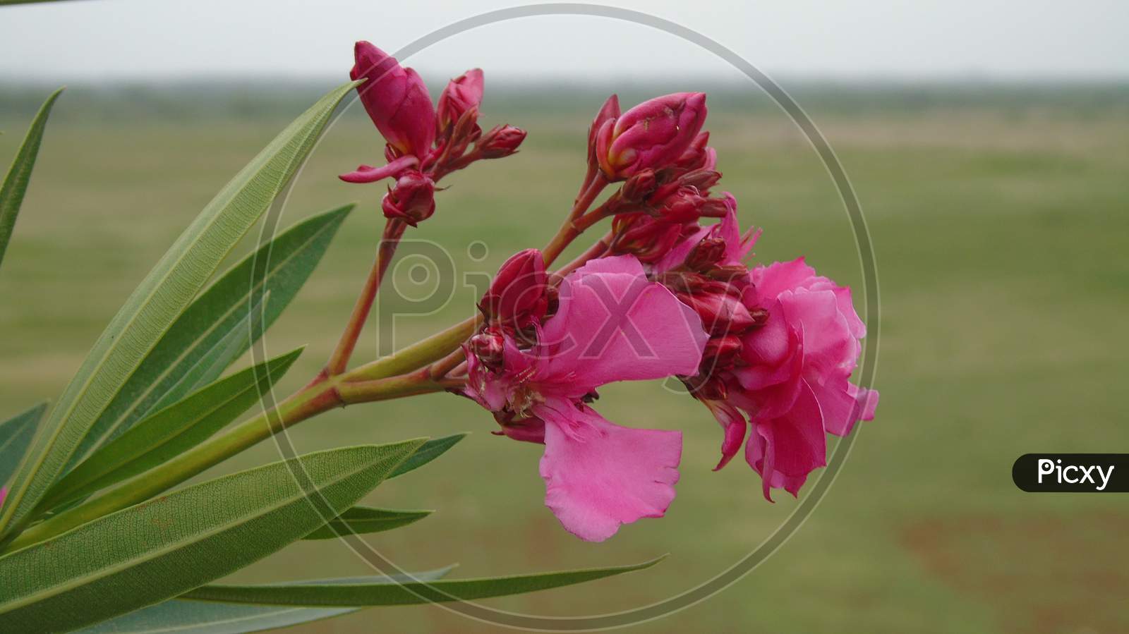 pink flowers on flowering plant