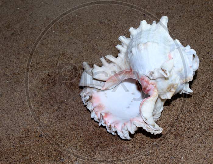 Sea Conch Shells With Sand