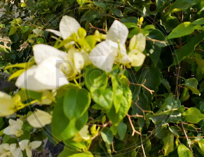 Selective Focus on bougainvillea Flowers in a park